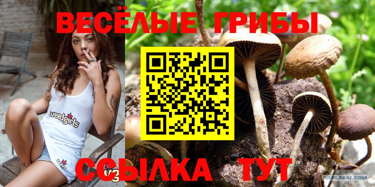 Черкесск  Галлюциногенные грибы мицелий  Вход с VPN 